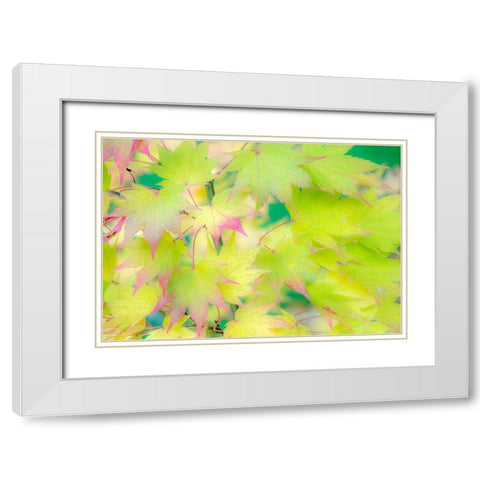 Washington State-Sammamish Japanese Maple leaves fall colors in gold and reds White Modern Wood Framed Art Print with Double Matting by Gulin, Sylvia