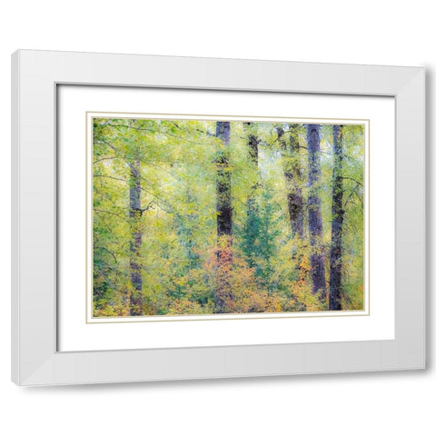 Washington State-Easton-Eastern Washington fall colors with vine maple and cottonwoods White Modern Wood Framed Art Print with Double Matting by Gulin, Sylvia