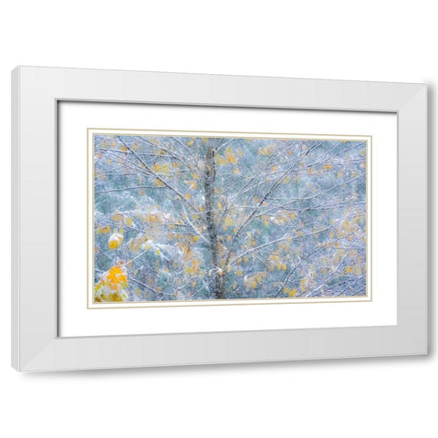 Washington State-Sammamish fresh Autumn snowfall on Fall Colored Japanese Cherry trees White Modern Wood Framed Art Print with Double Matting by Gulin, Sylvia