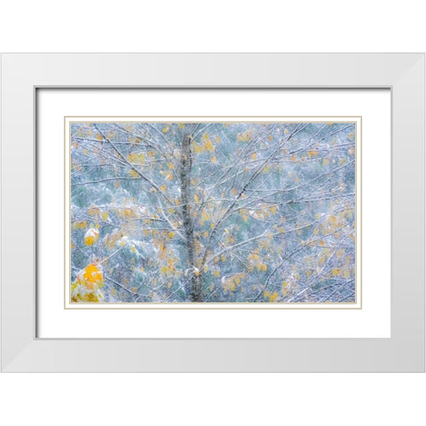 Washington State-Sammamish fresh Autumn snowfall on Fall Colored Japanese Cherry trees White Modern Wood Framed Art Print with Double Matting by Gulin, Sylvia