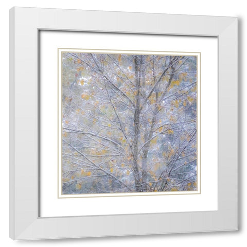 Washington State-Sammamish fresh Autumn snowfall on Fall Colored Japanese Cherry trees White Modern Wood Framed Art Print with Double Matting by Gulin, Sylvia