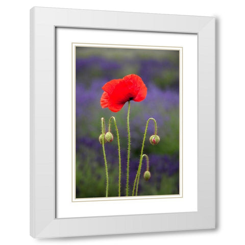 Washington State-Sequim-early summer blooming red poppies White Modern Wood Framed Art Print with Double Matting by Gulin, Sylvia