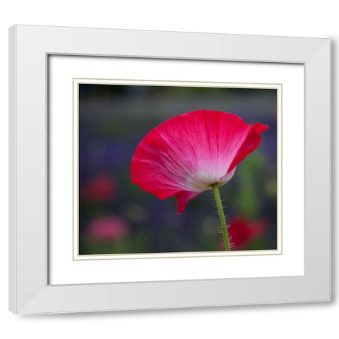 Washington State-Sequim-early summer blooming red poppies White Modern Wood Framed Art Print with Double Matting by Gulin, Sylvia