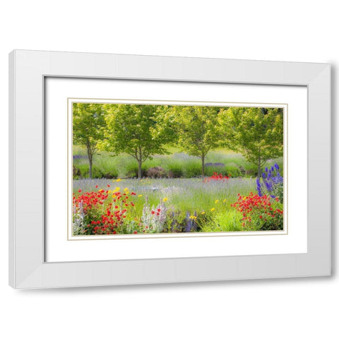 Sequim-Washington State-Pacific Northwest Red Poppies-Lavender garden White Modern Wood Framed Art Print with Double Matting by Gulin, Sylvia