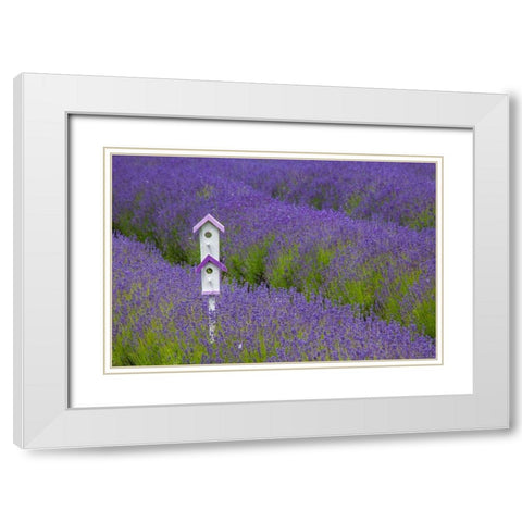 Washington State-Sequim-early summer blooming Lavender fields rows with bird house White Modern Wood Framed Art Print with Double Matting by Gulin, Sylvia
