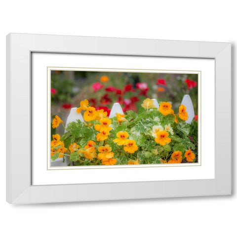 Washington State-Sequim-early summer blooming Nasturtium and white picket fence White Modern Wood Framed Art Print with Double Matting by Gulin, Sylvia