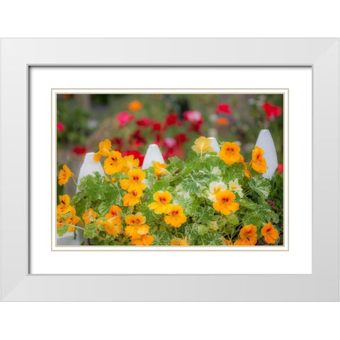 Washington State-Sequim-early summer blooming Nasturtium and white picket fence White Modern Wood Framed Art Print with Double Matting by Gulin, Sylvia