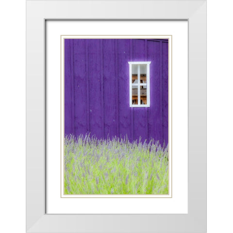 Sequim-Washington State-field of Lavender and Lavender painted wood barn and white framed window White Modern Wood Framed Art Print with Double Matting by Gulin, Sylvia