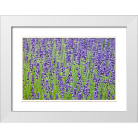 Washington State-Sequim-early summer blooming Lavender fields White Modern Wood Framed Art Print with Double Matting by Gulin, Sylvia