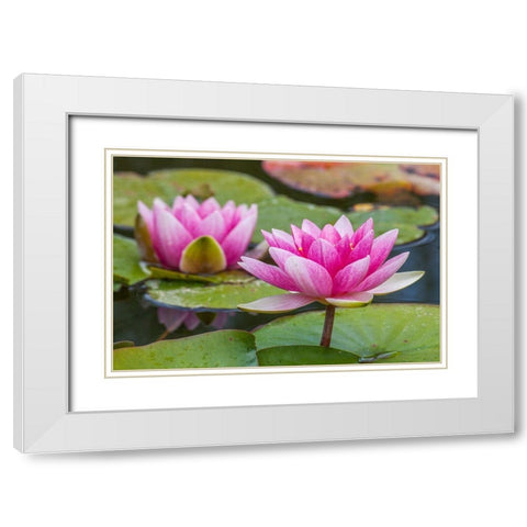 Washington State-Seattle-Woodland Park garden with waterlilies blooming White Modern Wood Framed Art Print with Double Matting by Gulin, Sylvia