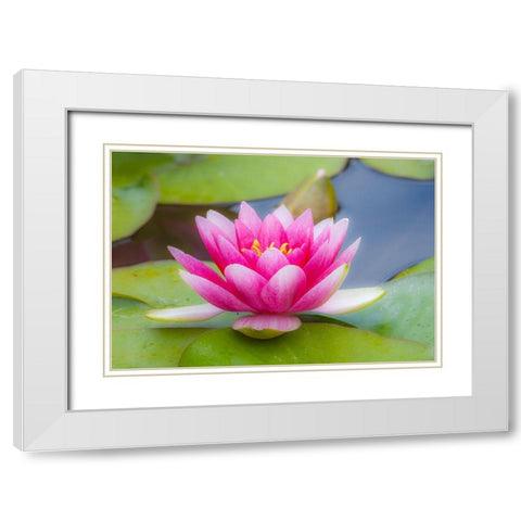 Washington State-Seattle-Woodland Park garden with waterlilies blooming White Modern Wood Framed Art Print with Double Matting by Gulin, Sylvia