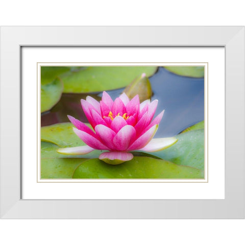 Washington State-Seattle-Woodland Park garden with waterlilies blooming White Modern Wood Framed Art Print with Double Matting by Gulin, Sylvia
