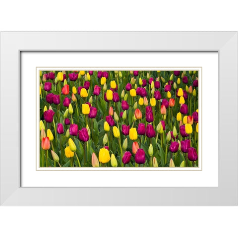 Washington State-Skagit-Western Washington springtime blooming tulips-grape hyacinth White Modern Wood Framed Art Print with Double Matting by Gulin, Sylvia