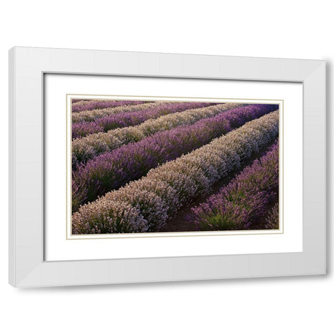 Sequim-Washington State-field of Lavender White Modern Wood Framed Art Print with Double Matting by Gulin, Sylvia