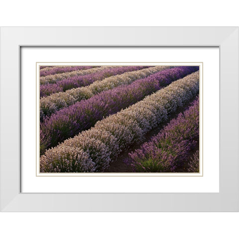 Sequim-Washington State-field of Lavender White Modern Wood Framed Art Print with Double Matting by Gulin, Sylvia