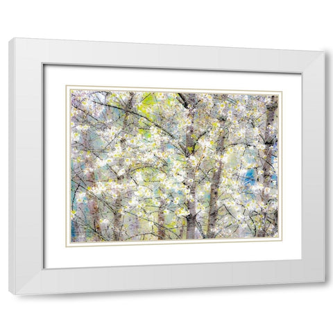 Washington State-Fall City springtime with blooming cherry trees and cottonwood trees White Modern Wood Framed Art Print with Double Matting by Gulin, Sylvia