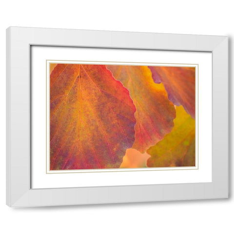 Washington State-Sammamish witch hazel leaves with fall color White Modern Wood Framed Art Print with Double Matting by Gulin, Sylvia