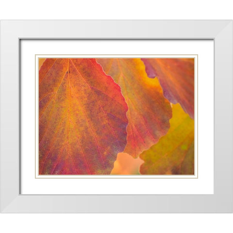 Washington State-Sammamish witch hazel leaves with fall color White Modern Wood Framed Art Print with Double Matting by Gulin, Sylvia