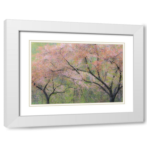 Washington State-Fall City springtime and cherry trees just beginning to bloom White Modern Wood Framed Art Print with Double Matting by Gulin, Sylvia