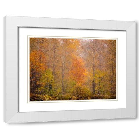 Washington State-Fall City and fall colors in yellows and golds White Modern Wood Framed Art Print with Double Matting by Gulin, Sylvia