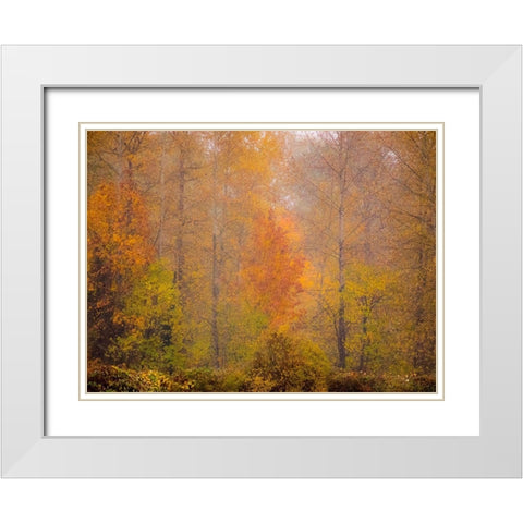 Washington State-Fall City and fall colors in yellows and golds White Modern Wood Framed Art Print with Double Matting by Gulin, Sylvia