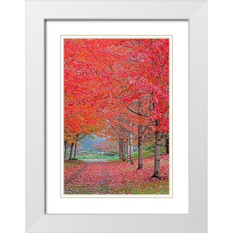 Washington State-Sammamish fall colors on red maple trees lining lane White Modern Wood Framed Art Print with Double Matting by Gulin, Sylvia