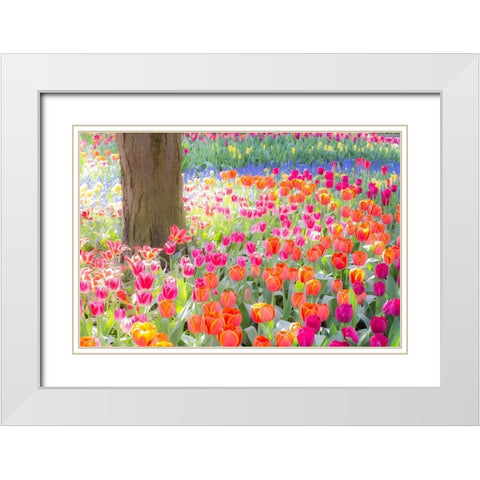 Washington State-Skagit-Western Washington springtime blooming tulips-grape hyacinth White Modern Wood Framed Art Print with Double Matting by Gulin, Sylvia