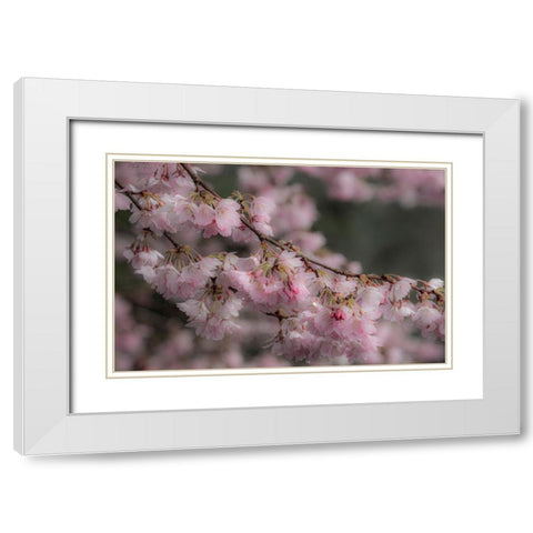 USA-Washington State-Fall City-Springtime cherry trees blooming along Snoqualmie River White Modern Wood Framed Art Print with Double Matting by Gulin, Sylvia