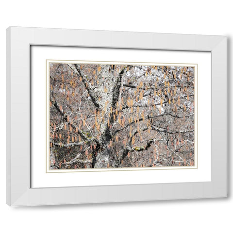 USA-Washington State-Carnation-Pacific Northwest early spring Alder Trees White Modern Wood Framed Art Print with Double Matting by Gulin, Sylvia