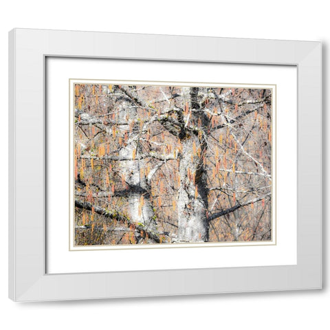 USA-Washington State-Carnation-Pacific Northwest early spring Alder Trees White Modern Wood Framed Art Print with Double Matting by Gulin, Sylvia