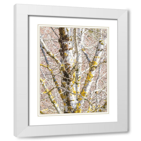 USA-Washington State-Bellevue-Birch tree with lichen early spring White Modern Wood Framed Art Print with Double Matting by Gulin, Sylvia