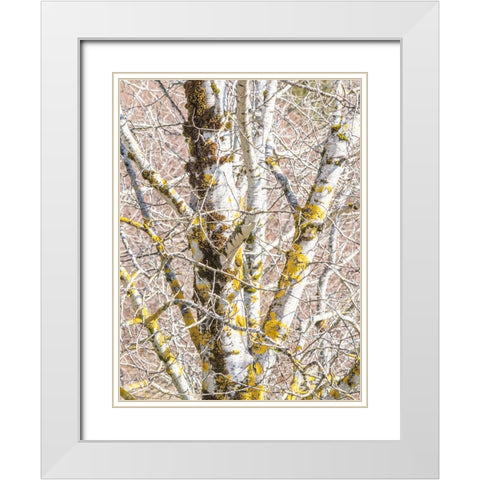 USA-Washington State-Bellevue-Birch tree with lichen early spring White Modern Wood Framed Art Print with Double Matting by Gulin, Sylvia