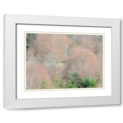 USA-Washington State-Carnation-Pacific Northwest early spring Alder Trees White Modern Wood Framed Art Print with Double Matting by Gulin, Sylvia