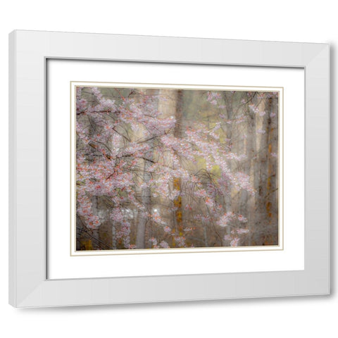 USA-Washington State-Fall City-Springtime cherry trees blooming along Snoqualmie River White Modern Wood Framed Art Print with Double Matting by Gulin, Sylvia