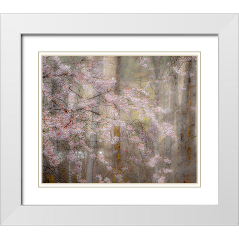 USA-Washington State-Fall City-Springtime cherry trees blooming along Snoqualmie River White Modern Wood Framed Art Print with Double Matting by Gulin, Sylvia