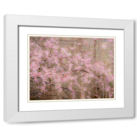 USA-Washington State-Fall City-Springtime cherry trees blooming along Snoqualmie River White Modern Wood Framed Art Print with Double Matting by Gulin, Sylvia