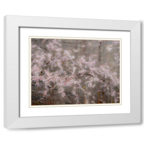 USA-Washington State-Fall City-Springtime cherry trees blooming along Snoqualmie River White Modern Wood Framed Art Print with Double Matting by Gulin, Sylvia