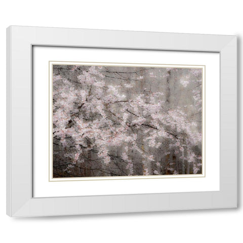 USA-Washington State-Fall City-Springtime cherry trees blooming along Snoqualmie River White Modern Wood Framed Art Print with Double Matting by Gulin, Sylvia