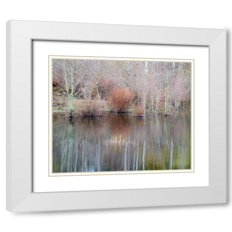 USA-Washington State-Sammamish springtime and alder trees and their reflections in small pond White Modern Wood Framed Art Print with Double Matting by Gulin, Sylvia