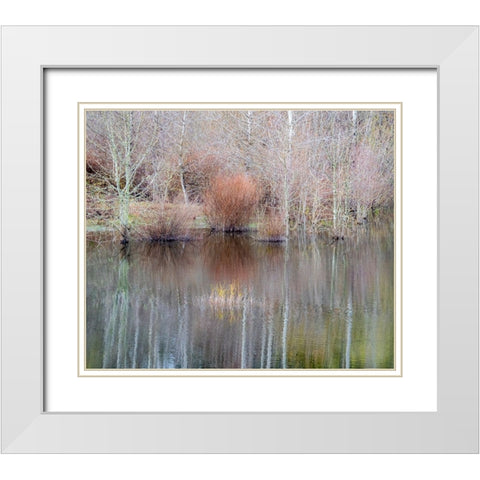 USA-Washington State-Sammamish springtime and alder trees and their reflections in small pond White Modern Wood Framed Art Print with Double Matting by Gulin, Sylvia