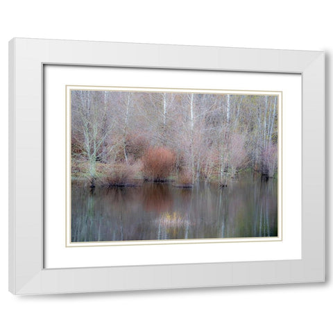 USA-Washington State-Sammamish springtime and alder trees and their reflections in small pond White Modern Wood Framed Art Print with Double Matting by Gulin, Sylvia