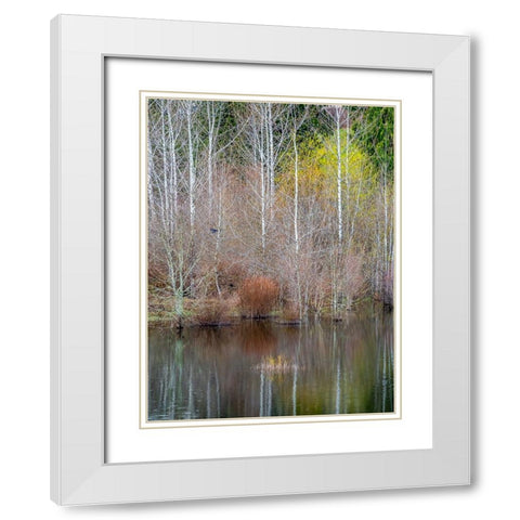 USA-Washington State-Sammamish springtime and alder trees and their reflections in small pond White Modern Wood Framed Art Print with Double Matting by Gulin, Sylvia
