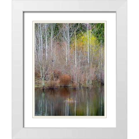 USA-Washington State-Sammamish springtime and alder trees and their reflections in small pond White Modern Wood Framed Art Print with Double Matting by Gulin, Sylvia
