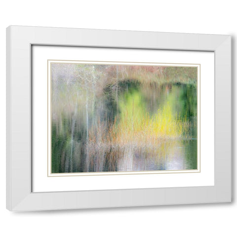 USA-Washington State-Sammamish springtime willow trees in early spring in small pond White Modern Wood Framed Art Print with Double Matting by Gulin, Sylvia