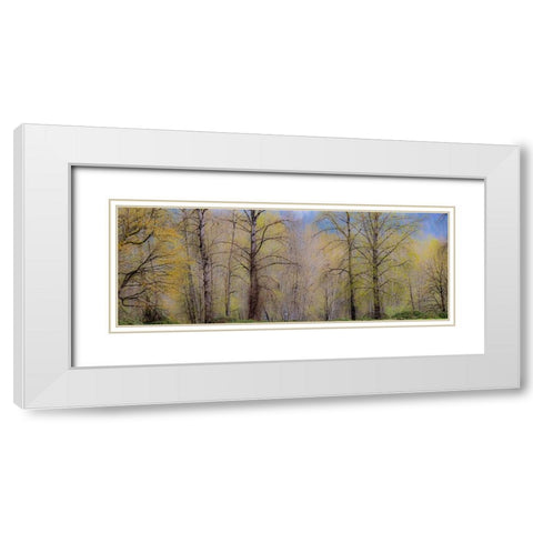 USA-Washington State-Carnation early spring and trees just budding out White Modern Wood Framed Art Print with Double Matting by Gulin, Sylvia
