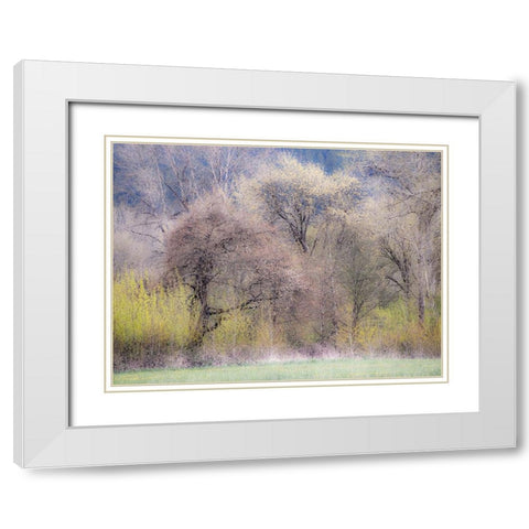 USA-Washington State-Carnation early spring and trees just budding out White Modern Wood Framed Art Print with Double Matting by Gulin, Sylvia