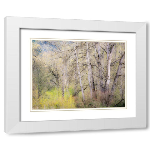 USA-Washington State-Carnation early spring and trees just budding out White Modern Wood Framed Art Print with Double Matting by Gulin, Sylvia