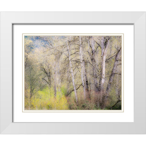 USA-Washington State-Carnation early spring and trees just budding out White Modern Wood Framed Art Print with Double Matting by Gulin, Sylvia