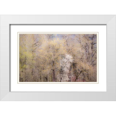 USA-Washington State-Carnation-springtime with flowering wild Cherry and Cottonwoods White Modern Wood Framed Art Print with Double Matting by Gulin, Sylvia