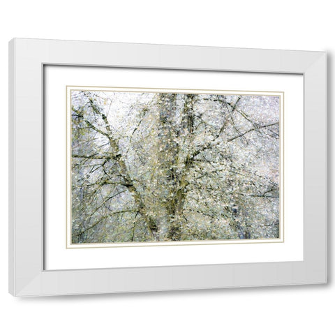 USA-Washington State-Fall City wild cherry springtime blooming White Modern Wood Framed Art Print with Double Matting by Gulin, Sylvia